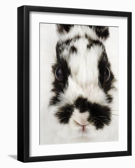 Face of Jersey Wooly Rabbit-Martin Harvey-Framed Photographic Print