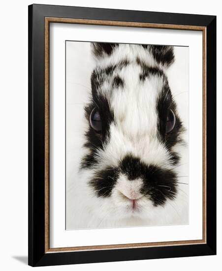 Face of Jersey Wooly Rabbit-Martin Harvey-Framed Photographic Print