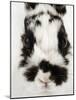 Face of Jersey Wooly Rabbit-Martin Harvey-Mounted Photographic Print