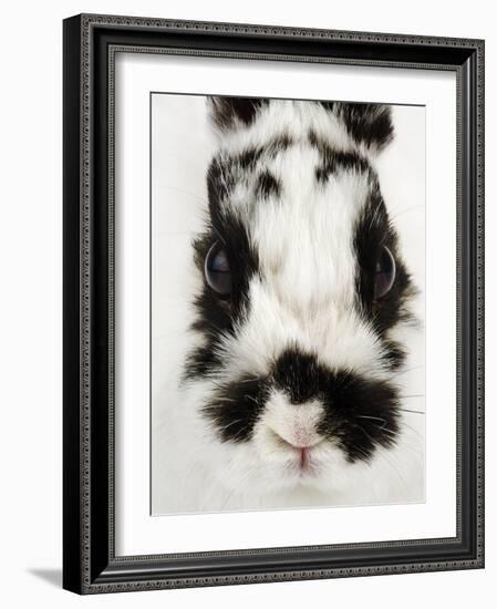 Face of Jersey Wooly Rabbit-Martin Harvey-Framed Photographic Print