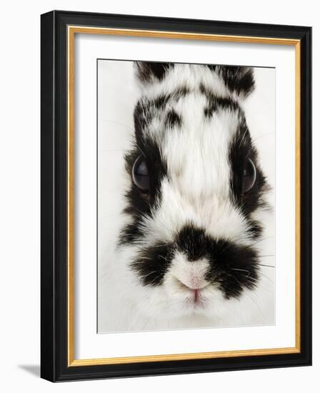 Face of Jersey Wooly Rabbit-Martin Harvey-Framed Photographic Print