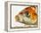 Face of koi fish-Martin Harvey-Framed Premier Image Canvas