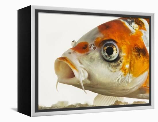 Face of koi fish-Martin Harvey-Framed Premier Image Canvas