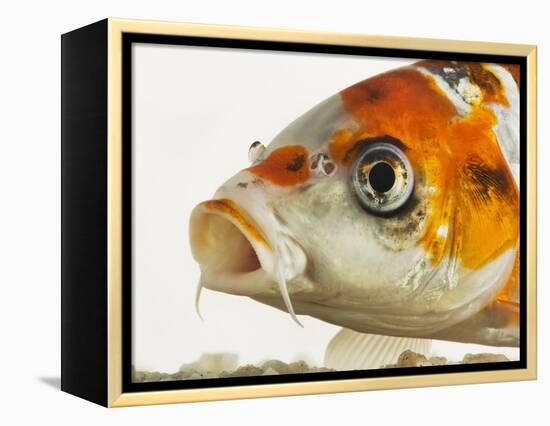 Face of koi fish-Martin Harvey-Framed Premier Image Canvas