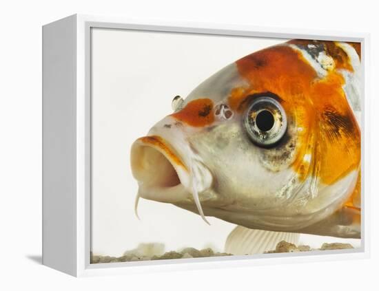 Face of koi fish-Martin Harvey-Framed Premier Image Canvas