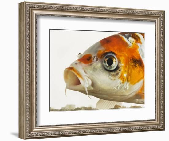 Face of koi fish-Martin Harvey-Framed Photographic Print