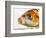 Face of koi fish-Martin Harvey-Framed Photographic Print