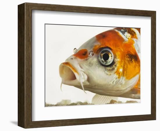 Face of koi fish-Martin Harvey-Framed Photographic Print