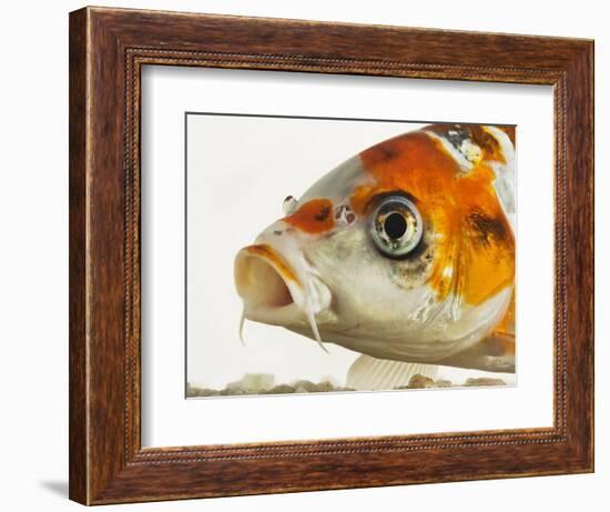 Face of koi fish-Martin Harvey-Framed Photographic Print