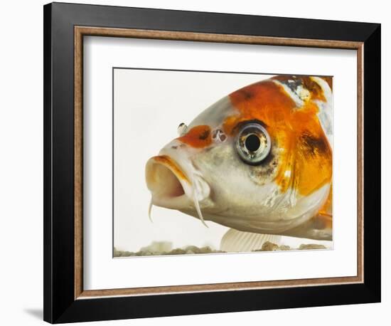 Face of koi fish-Martin Harvey-Framed Photographic Print