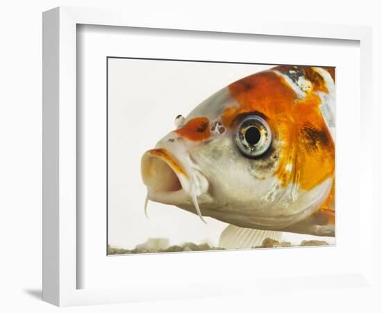 Face of koi fish-Martin Harvey-Framed Photographic Print