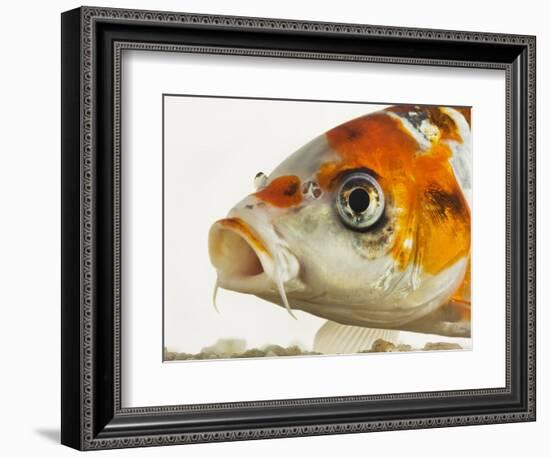 Face of koi fish-Martin Harvey-Framed Photographic Print