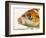 Face of koi fish-Martin Harvey-Framed Photographic Print