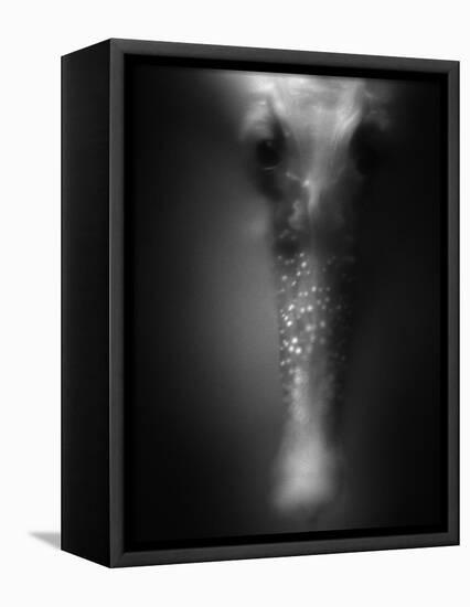 Face of Seahorse-Henry Horenstein-Framed Premier Image Canvas