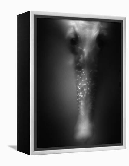 Face of Seahorse-Henry Horenstein-Framed Premier Image Canvas