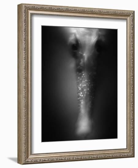 Face of Seahorse-Henry Horenstein-Framed Photographic Print