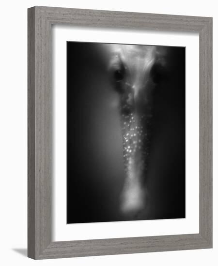 Face of Seahorse-Henry Horenstein-Framed Photographic Print