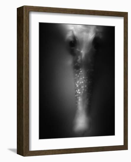 Face of Seahorse-Henry Horenstein-Framed Photographic Print