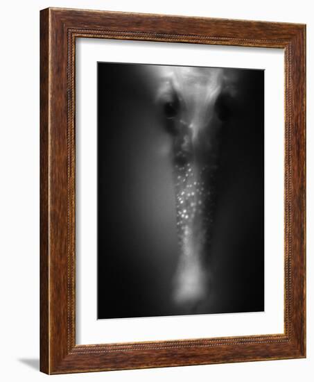 Face of Seahorse-Henry Horenstein-Framed Photographic Print