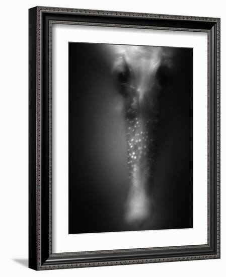 Face of Seahorse-Henry Horenstein-Framed Photographic Print