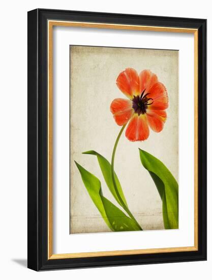 Face of Spring-Judy Stalus-Framed Art Print