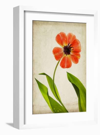 Face of Spring-Judy Stalus-Framed Art Print