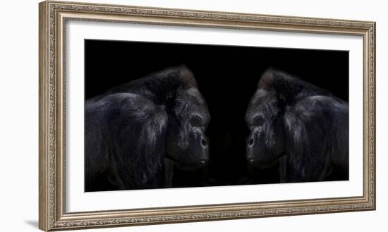 Face off silverback gorilla-Sue Demetriou-Framed Photographic Print