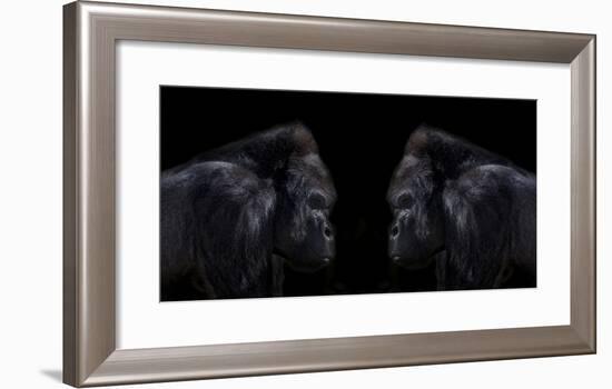 Face off silverback gorilla-Sue Demetriou-Framed Photographic Print