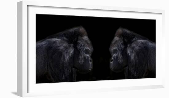 Face off silverback gorilla-Sue Demetriou-Framed Photographic Print