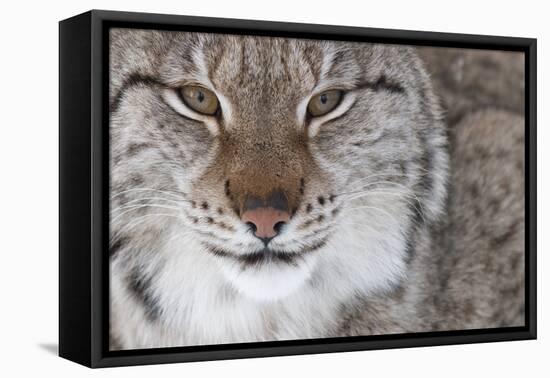 Face Portrait Of A European Lynx (Lynx Lynx), Captive, Norway, February-Edwin Giesbers-Framed Premier Image Canvas