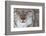 Face Portrait Of A European Lynx (Lynx Lynx), Captive, Norway, February-Edwin Giesbers-Framed Photographic Print