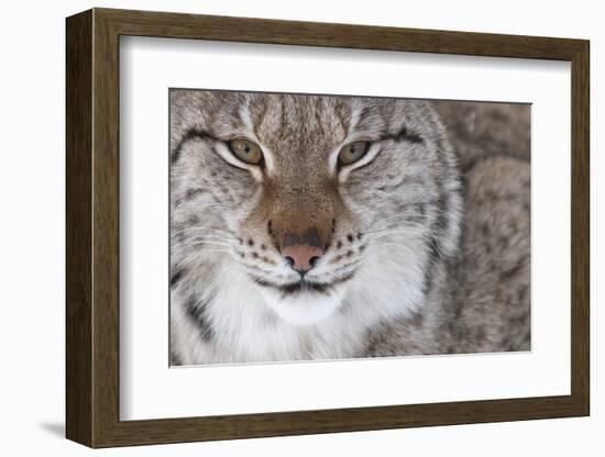 Face Portrait Of A European Lynx (Lynx Lynx), Captive, Norway, February-Edwin Giesbers-Framed Photographic Print