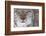 Face Portrait Of A European Lynx (Lynx Lynx), Captive, Norway, February-Edwin Giesbers-Framed Photographic Print