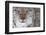 Face Portrait Of A European Lynx (Lynx Lynx), Captive, Norway, February-Edwin Giesbers-Framed Photographic Print