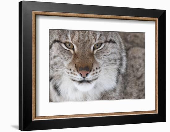 Face Portrait Of A European Lynx (Lynx Lynx), Captive, Norway, February-Edwin Giesbers-Framed Photographic Print