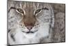 Face Portrait Of A European Lynx (Lynx Lynx), Captive, Norway, February-Edwin Giesbers-Mounted Photographic Print