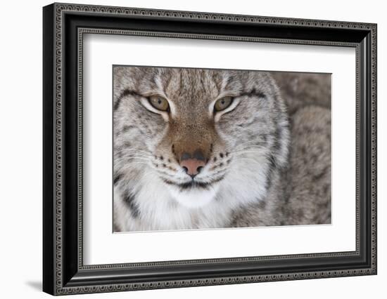 Face Portrait Of A European Lynx (Lynx Lynx), Captive, Norway, February-Edwin Giesbers-Framed Photographic Print