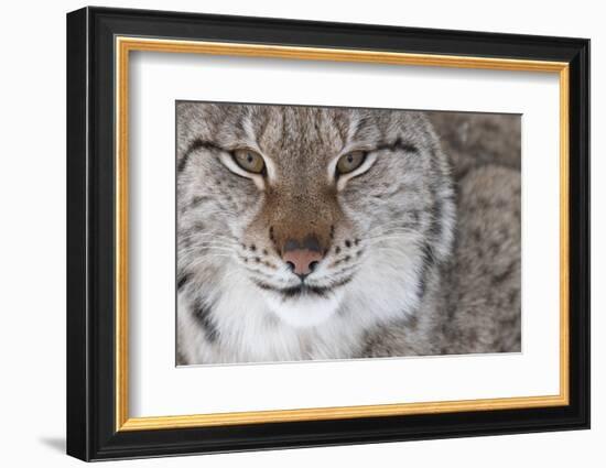 Face Portrait Of A European Lynx (Lynx Lynx), Captive, Norway, February-Edwin Giesbers-Framed Photographic Print