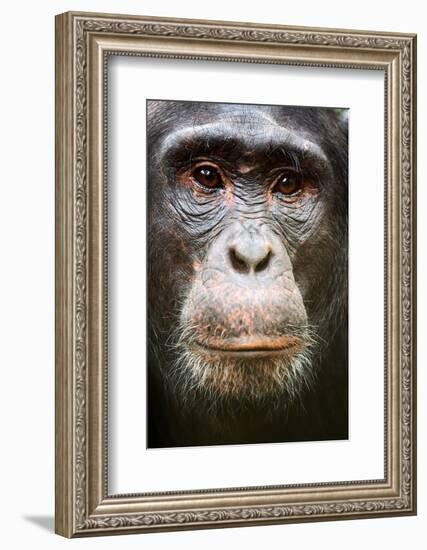 Face portrait of male Eastern chimpanzee, Uganda-Eric Baccega-Framed Photographic Print