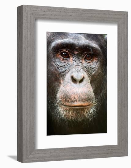 Face portrait of male Eastern chimpanzee, Uganda-Eric Baccega-Framed Photographic Print