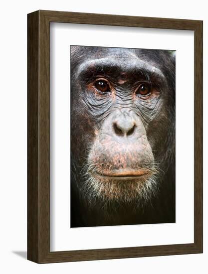 Face portrait of male Eastern chimpanzee, Uganda-Eric Baccega-Framed Photographic Print