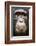 Face portrait of male Eastern chimpanzee, Uganda-Eric Baccega-Framed Photographic Print