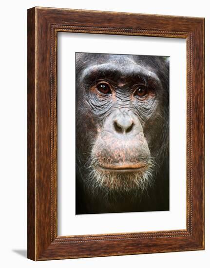Face portrait of male Eastern chimpanzee, Uganda-Eric Baccega-Framed Photographic Print