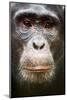 Face portrait of male Eastern chimpanzee, Uganda-Eric Baccega-Mounted Photographic Print