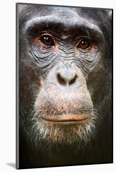 Face portrait of male Eastern chimpanzee, Uganda-Eric Baccega-Mounted Photographic Print