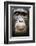 Face portrait of male Eastern chimpanzee, Uganda-Eric Baccega-Framed Photographic Print