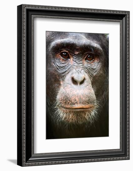 Face portrait of male Eastern chimpanzee, Uganda-Eric Baccega-Framed Photographic Print