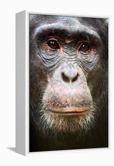 Face portrait of male Eastern chimpanzee, Uganda-Eric Baccega-Framed Premier Image Canvas