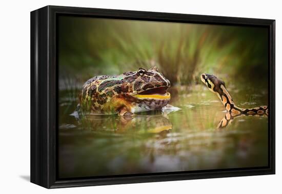 Face to Face-Shikhei Goh-Framed Premier Image Canvas