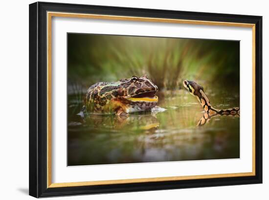 Face to Face-Shikhei Goh-Framed Photographic Print